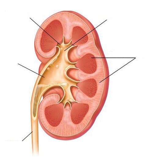ūminis pielonefritas kaip cistito komplikacija